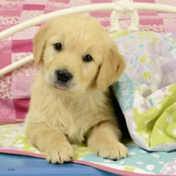 Ravensburger Puzzelset Schattige Hondjes - 3 X 49 Stukjes -PuzzelPlek Verkoopwinkel 1983372 2dfc57f8