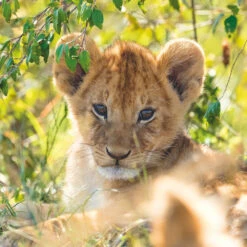 Ravensburger Puzzel Wildlife 3 X 49 -PuzzelPlek Verkoopwinkel 1995566 58a04ee4