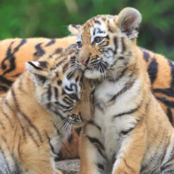 Ravensburger Puzzel Wildlife 3 X 49 -PuzzelPlek Verkoopwinkel 1995566 b5c6311e