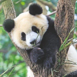 Ravensburger Puzzel Wildlife 3 X 49 -PuzzelPlek Verkoopwinkel 1995566 f83b179b