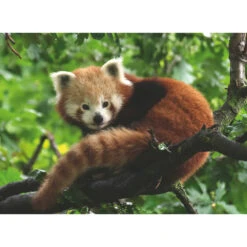 Ravensburger Puzzel Rode Panda - 500 Stukjes -PuzzelPlek Verkoopwinkel 1995572 ce67ac6c